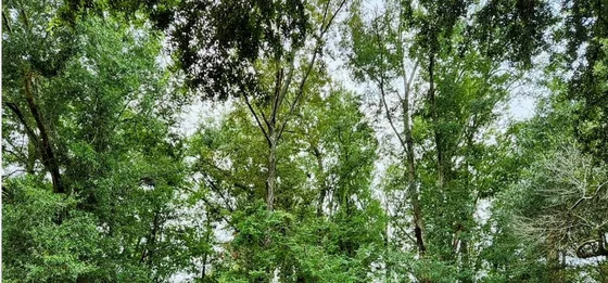 Land in Albany, Georgia, from Patty Moore’s completed-sale collection